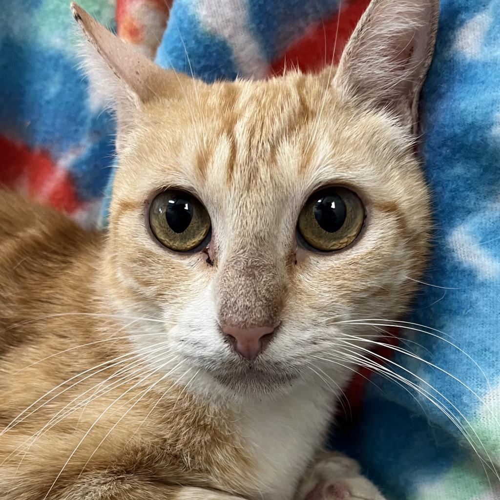 adoptable Cat in Kanab, UT named Yucca