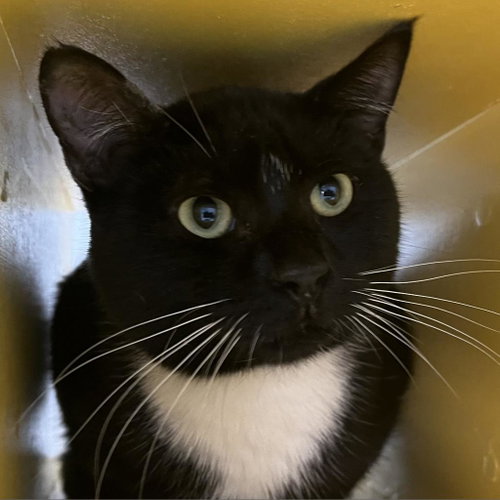 picture of the cat needing adoption