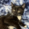 adoptable Cat in Kanab, UT named Devo