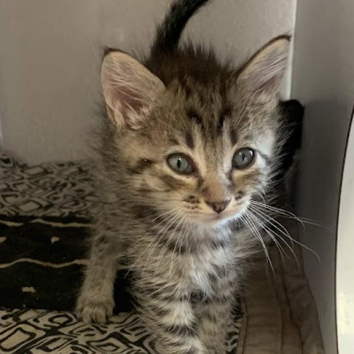 Clarinet, Baby Domestic Short Hair, cat for adoption in Kanab, Utah