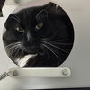 adoptable Cat in Kanab, UT named Snugs