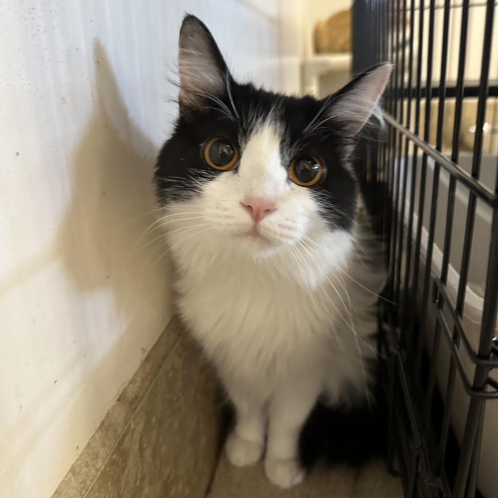 adoptable Cat in Kanab, UT named Sheila