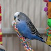 adoptable Bird in Kanab, UT named George