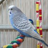 adoptable Bird in Kanab, UT named Sky