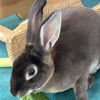 adoptable Rabbit in  named Cadbury