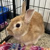 adoptable Rabbit in kanab, UT named Ostara