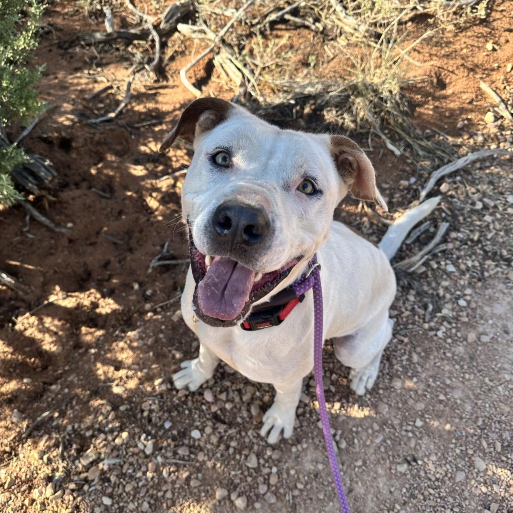 adoptable Dog in Kanab, UT named Mike