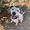 adoptable Dog in Kanab, UT named Mike