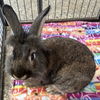 adoptable Rabbit in  named Hopkins