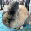 adoptable Rabbit in  named Hairy Styles