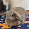 adoptable Rabbit in  named Cosmo