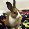 adoptable Rabbit in  named Martini