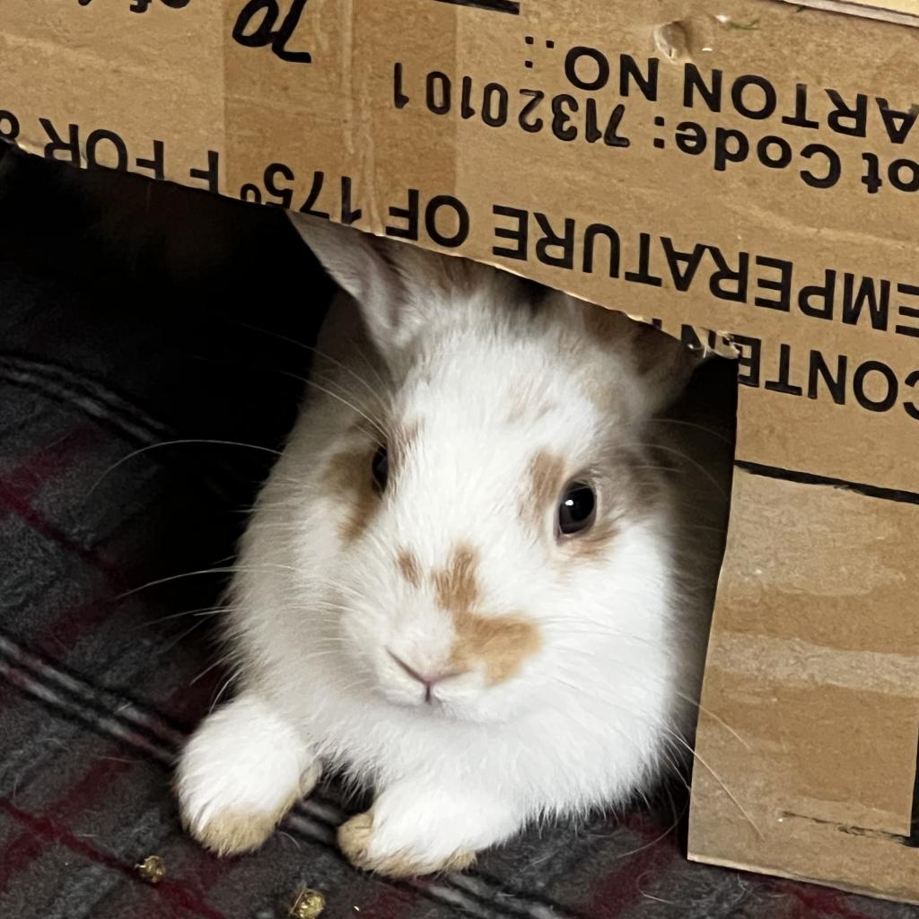 adoptable Rabbit in Kanab, UT named Rigby