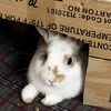 adoptable Rabbit in  named Rigby