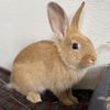 adoptable Rabbit in Kanab, UT named Mordecai