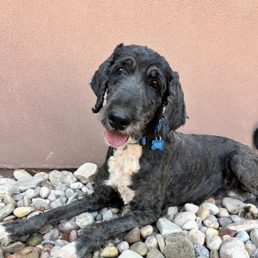 adoptable Dog in Kanab, UT named Perch