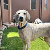 adoptable Dog in Kanab, UT named Guppy