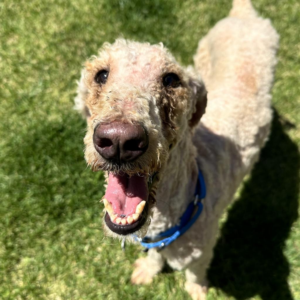 adoptable Dog in Kanab, UT named Anchovy