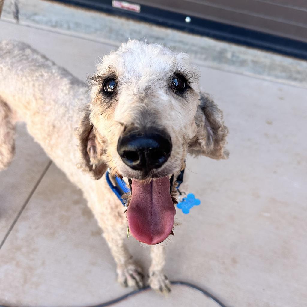 adoptable Dog in Kanab, UT named Mackerel