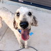 adoptable Dog in Kanab, UT named Mackerel