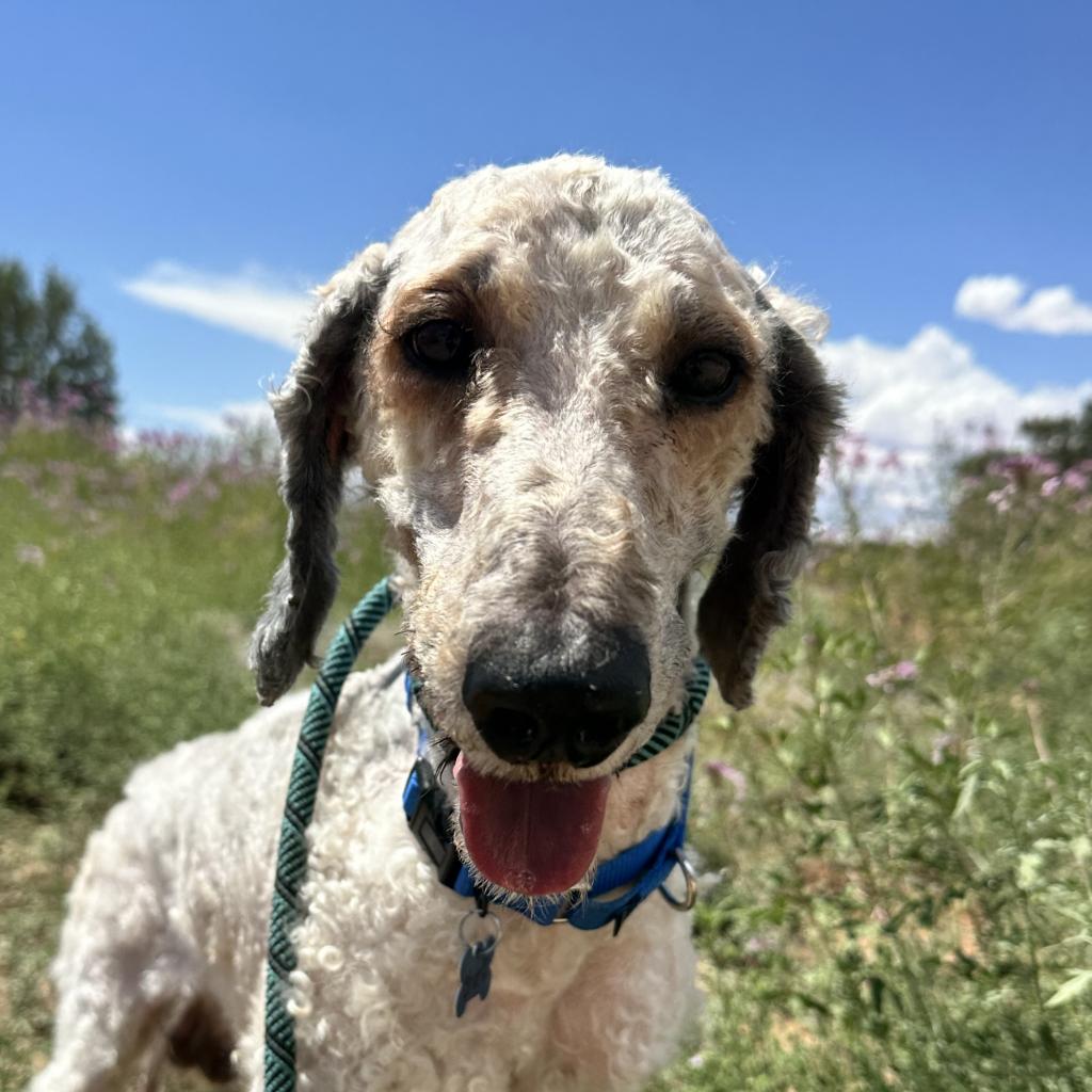 adoptable Dog in Kanab, UT named Shark