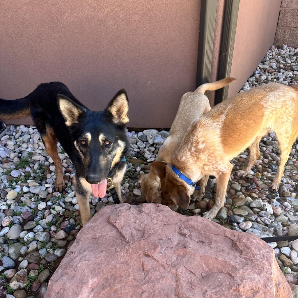 adoptable Dog in Kanab, UT named Misha