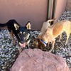 adoptable Dog in Kanab, UT named Misha