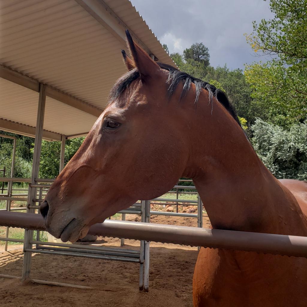 adoptable Horse in Kanab, UT named Piper
