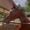 adoptable Horse in  named Piper