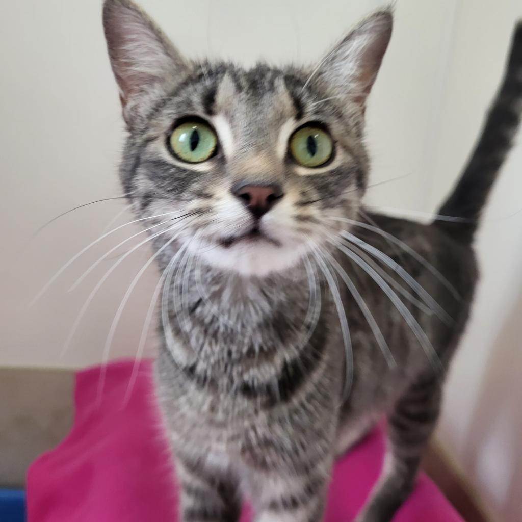 adoptable Cat in Kanab, UT named Sweetness