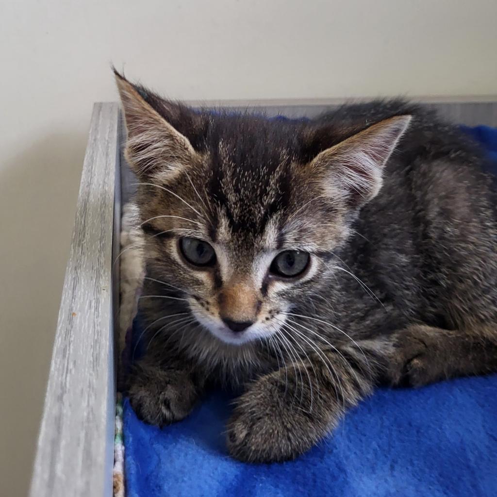 adoptable Cat in Kanab, UT named Shortbread