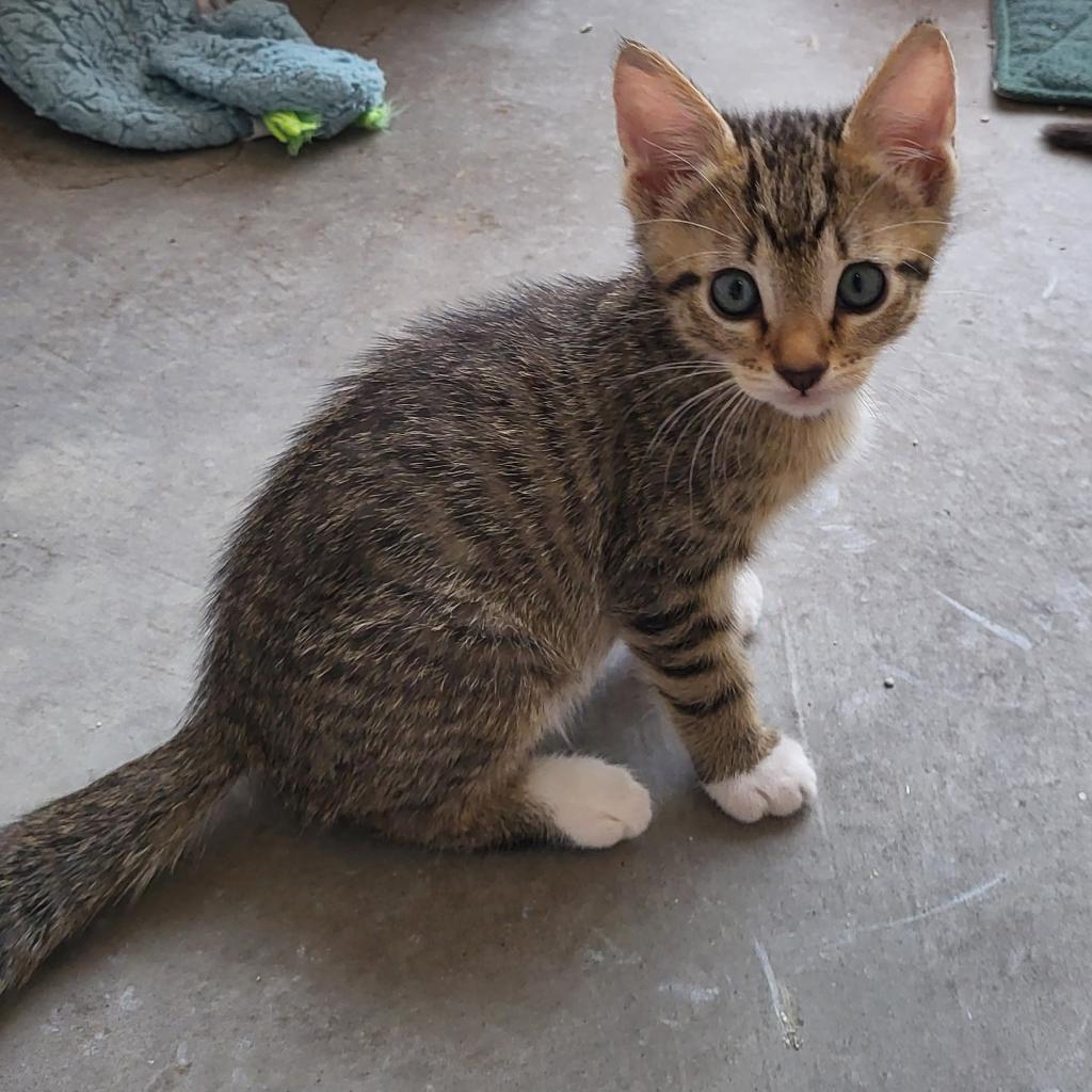 adoptable Cat in Kanab, UT named Ginger