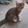 adoptable Cat in Kanab, UT named Ginger