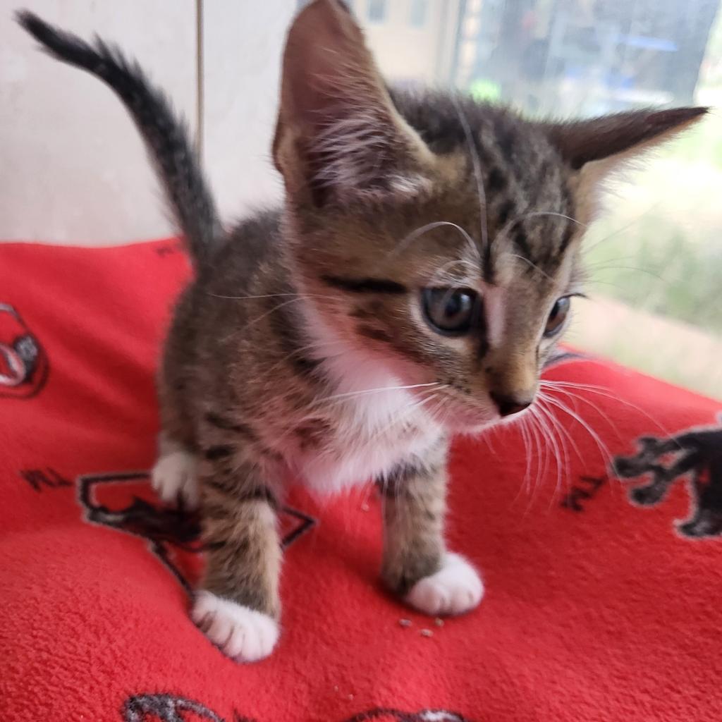 adoptable Cat in Kanab, UT named Wafer