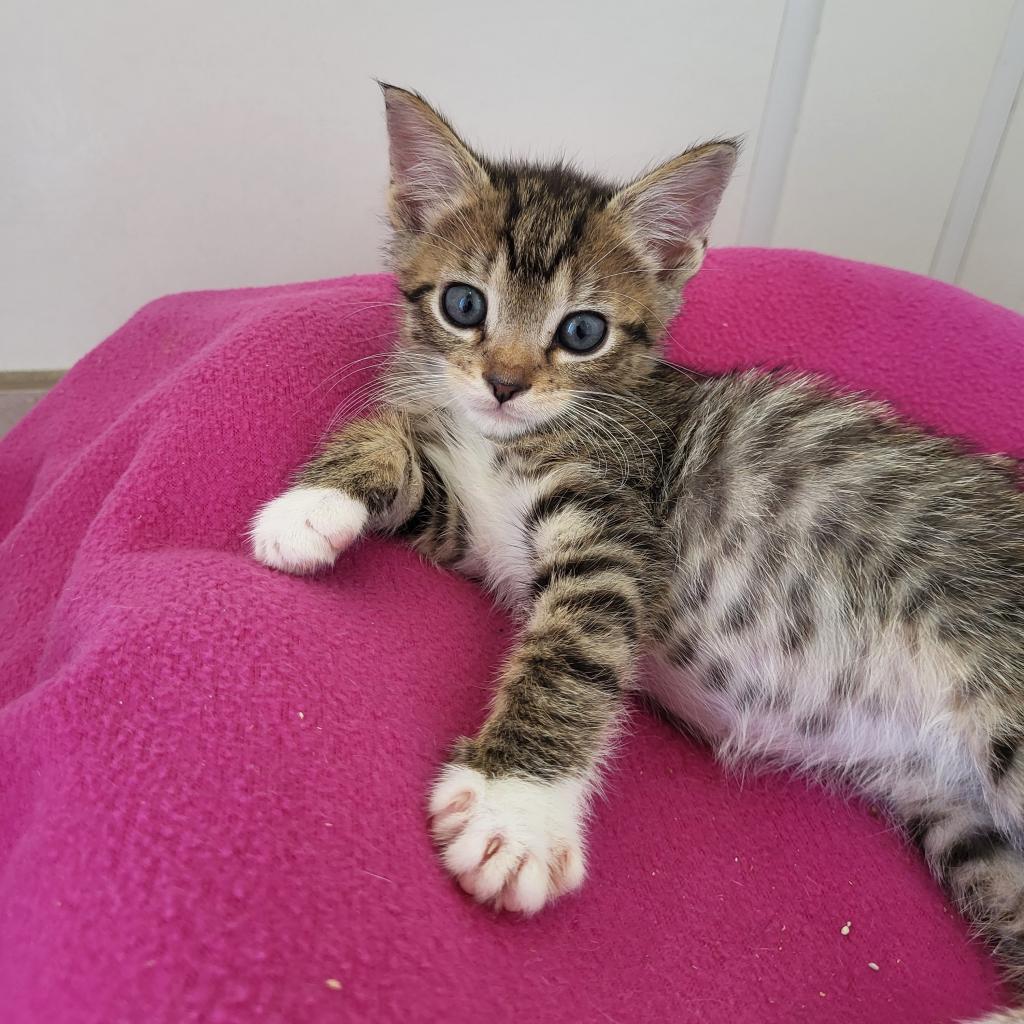 adoptable Cat in Kanab, UT named Snickerdoodle