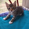 adoptable Cat in Kanab, UT named Chocolate Chip