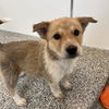 adoptable Dog in  named Celaena