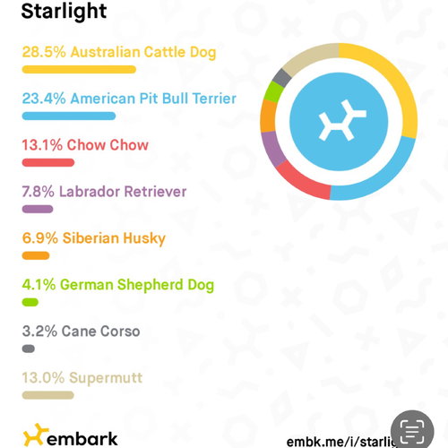 Starlight — thumbnail 23