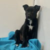 adoptable Dog in Kanab, UT named Starlight