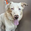 adoptable Dog in Kanab, UT named Twister