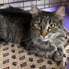 adoptable Cat in Kanab, UT named Blissa