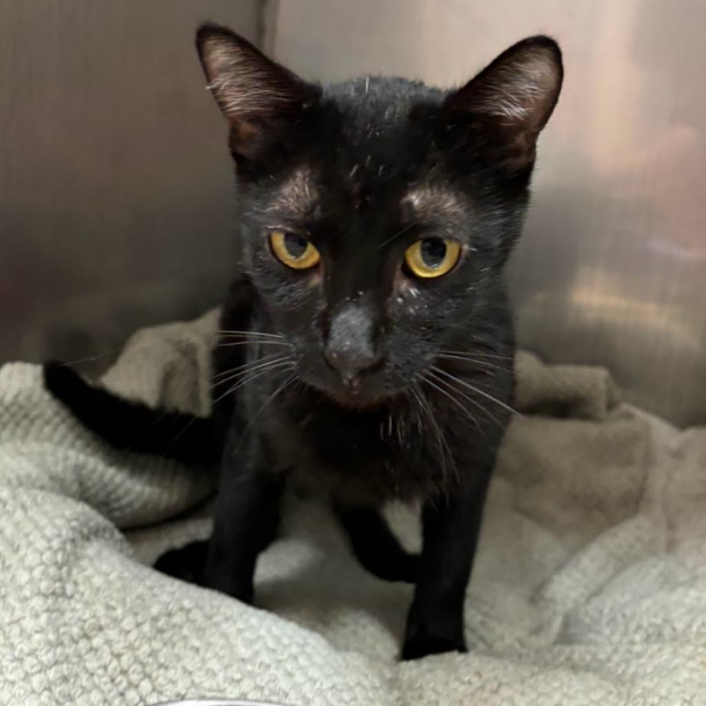 adoptable Cat in Kanab, UT named Quirrel