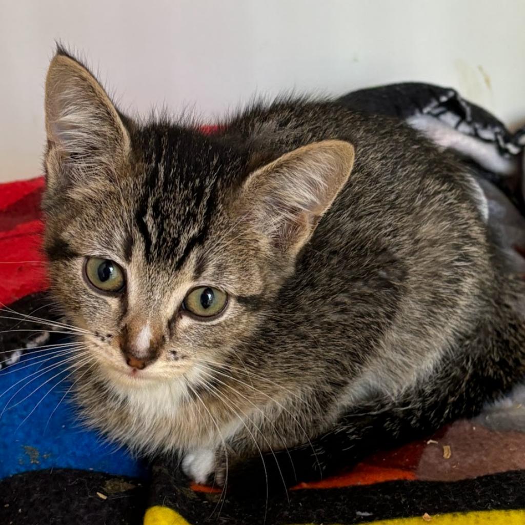 adoptable Cat in Kanab, UT named Thebe