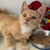 adoptable Cat in Kanab, UT named Claudius