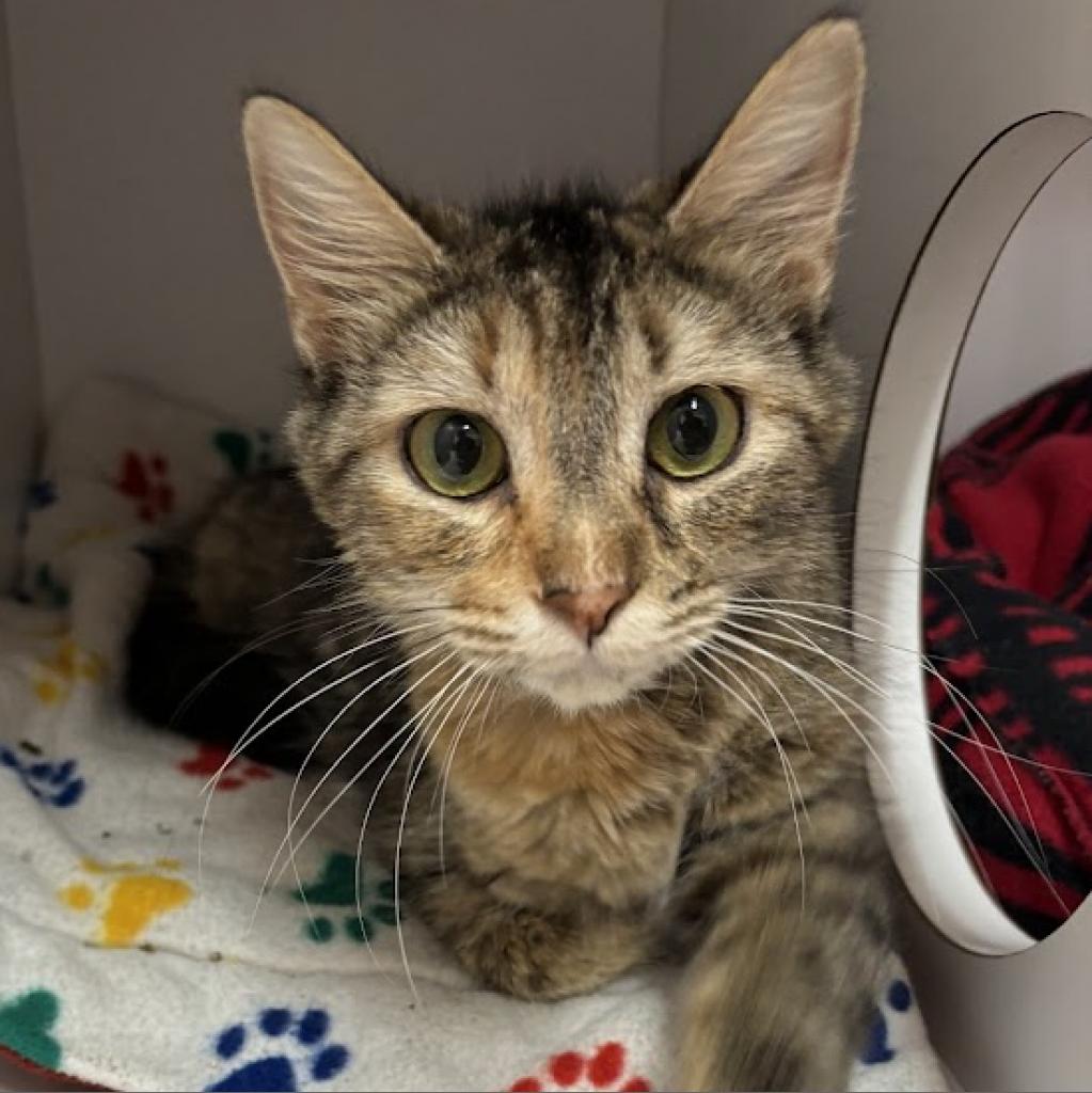 adoptable Cat in Kanab, UT named Clarice