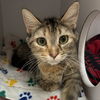 adoptable Cat in Kanab, UT named Clarice