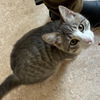 adoptable Cat in Kanab, UT named Umbriel