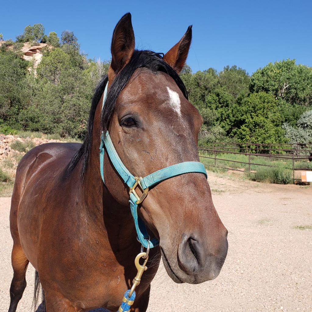 adoptable Horse in Kanab, UT named Prince