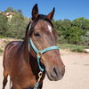 adoptable Horse in  named Prince