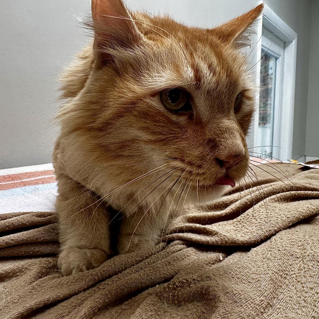 adoptable Cat in Kanab, UT named Goldie